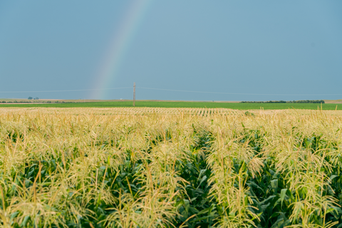 From Our Farm to Your Bowl